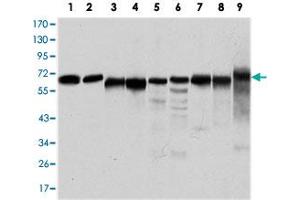 Western blot analysis using PRKAA1 monoclonal antobody, clone 2B7  against Jurkat (1), HeLa (2), HepG2 (3), MCF-7 (4), COS-7 (5), NIH/3T3 (6), K-562 (7), HEK293 (8), and PC-12 (9) cell lysate. (PRKAA1 Antikörper)