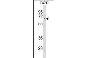 ACVR1 Antibody (N-term) (ABIN391156 and ABIN2841266) western blot analysis in T47D cell line lysates (35 μg/lane). (ACVR1 Antikörper  (AA 85-123))