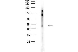 anti-CD1d Molecule (CD1D) (Internal Region) antibody