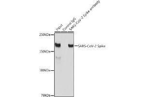 Immunoprecipitation analysis of 300 μg extracts of 293T cells using 3 μg SARS-CoV-2 Spike antibody (ABIN7266506). (Coronavirus Spike Glycoprotein Antikörper)