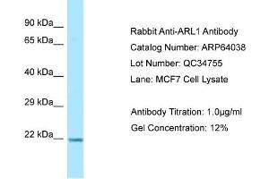 Western Blotting (WB) image for anti-ADP Ribosylation Factor Like GTPase 1 (ARL1) (C-Term) antibody (ABIN2789706)