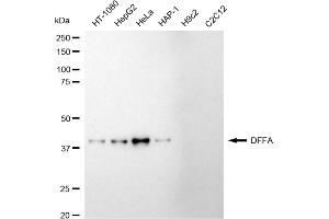 Western blotting analysis using DFFA antibody (ABIN7798364). (Rekombinanter DFFA Antikörper)