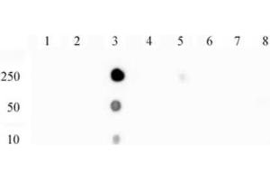 NFκB p65 phospho Ser529 pAb tested by dot blot analysis. (NF-kB p65 Antikörper  (pSer529))