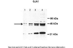 Lanes:   Lane1: 8 ug total cardiac lysate Lane2: 15 ug total cardiac lysate Lane3: 30 ug total cardiac lysate  Lane4: 50 ug total cardiac lysate  Primary Antibody Dilution:   1 ug/ml  Secondary Antibody:     Secondary Antibody Dilution:     Gene Name:   GJA1  Submitted by:   Anonymous (Connexin 43/GJA1 Antikörper  (Middle Region))