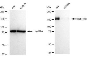 Western blotting analysis using SUPT5H antibody (ABIN7800586). (Rekombinanter SUPT5H Antikörper)