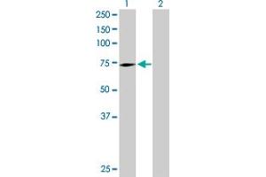 Western Blot analysis of SWAP70 expression in transfected 293T cell line by SWAP70 MaxPab polyclonal antibody. (SWAP70 Antikörper  (AA 1-585))