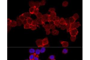 Immunofluorescence (IF) image for anti-Integrin alpha-L (ITGAL) antibody (ABIN7259162)