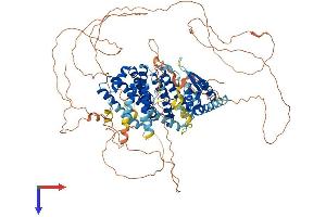 RFX6 Protein (AA 1-927) (His tag)