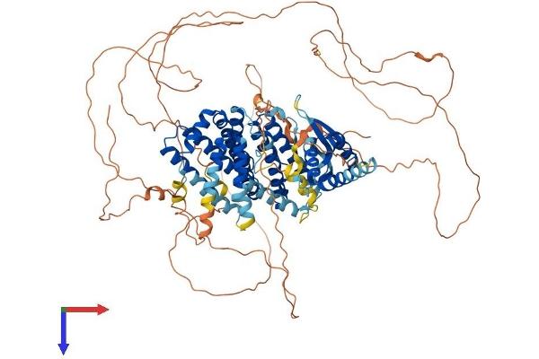 RFX6 Protein (AA 1-927) (His tag)
