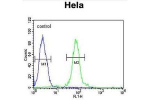 FBXW8 Antibody (Center) flow cytometric analysis of Hela cells (right histogram) compared to a negative control cell (left histogram). (FBXW8 Antikörper  (Middle Region))
