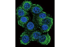 Confocal immunofluorescent analysis of FKBP1B Antibody (N-term E6) (ABIN392347 and ABIN2841986) with 293 cell followed by Alexa Fluor 488-conjugated goat anti-rabbit lgG (green). (FKBP1B Antikörper  (N-Term))