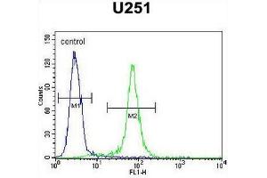 CCDC9 Antibody (N-term) flow cytometric analysis of U251 cells (right histogram) compared to a negative control cell (left histogram). (CCDC9 Antikörper  (N-Term))