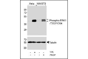 Western blot analysis of extracts from Hela cells, untreated or treated with T (200nM), and NIH/3T3 cells, untreated or treated with PDGF (100 ng/mL), using Phospho-ERK1-/ Antibody (upper) or Tubulin (lower). (ERK1/2 Antikörper  (pThr202, pTyr204))