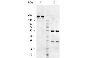 Image no. 1 for Goat anti-Chicken IgM antibody (ABIN300203) (Ziege anti-Huhn IgM Antikörper)