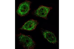 Fluorescent image of  cell stained with UCHL1 Antibody (C-term) (ABIN388870 and ABIN2839166)/SA120806AG. (UCHL1 Antikörper  (C-Term))
