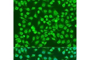 Immunofluorescence analysis of U2OS cells using NPR3 Polyclonal Antibody at dilution of 1:100.