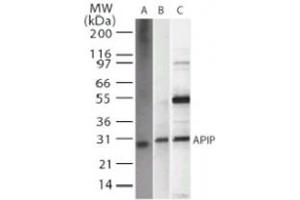 Western blot analysis of APIP in A) recombinant protein, B) HeLa, and C) 293 whole cell lysate.