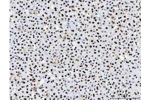 IHC analysis of PC4/SUB1 using anti-PC4/SUB1 antibody (ABIN7602185). (SUB1 Antikörper  (AA 62-127))