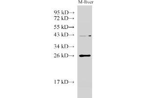 Western Blot analysis of Mouse liver using GSTA1 Polyclonal Antibody at dilution of 1:1000 (GSTA1 Antikörper)