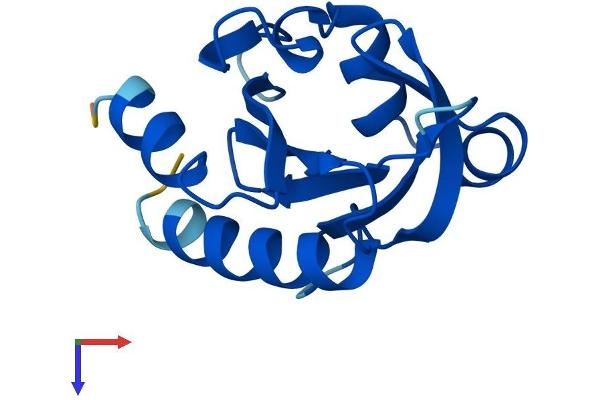 Profilin 3 Protein (PFN3) (AA 1-137) (His tag)