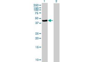 Western Blot analysis of TUSC4 expression in transfected 293T cell line by TUSC4 MaxPab polyclonal antibody.