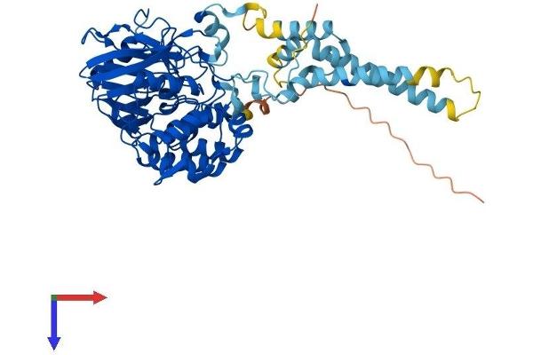PPP3CC Protein (AA 1-512) (His tag)