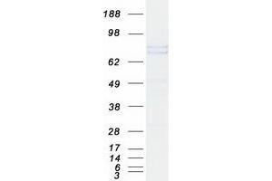 Validation with Western Blot (C1S Protein (Transcript Variant 2) (Myc-DYKDDDDK Tag))