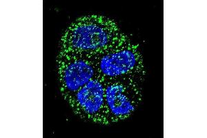 Confocal immunofluorescent analysis of AGR2 Antibody (N-term) (ABIN657766 and ABIN2846743) with WiDr cell followed by Alexa Fluor 488-conjugated goat anti-rabbit lgG (green). (AGR2 Antikörper  (N-Term))