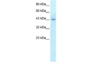 Human HepG2; WB Suggested Anti-RGS20 Antibody Titration: 5. (RGS20 Antikörper  (N-Term))