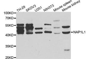 Western blot analysis of extracts of various cell lines, using NAP1L1 antibody.