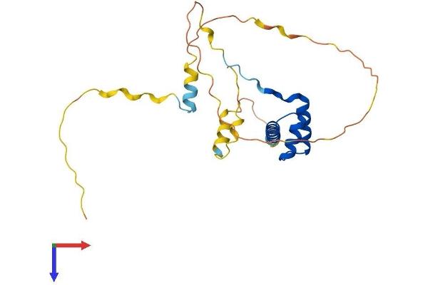 NKX3-1 Protein (AA 1-234) (His tag)