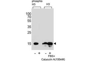 anti-HIST1H3B3 (pSer10) antibody