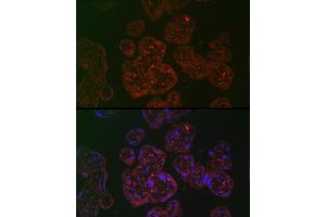 Immunofluorescence analysis of human placenta cells using PLGF Rabbit pAb (ABIN7269385) at dilution of 1:100 (40x lens). (PLGF Antikörper)