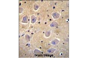 SHISA6 Antibody (N-term) (ABIN655856 and ABIN2845263) immunohistochemistry analysis in formalin fixed and paraffin embedded human brain tissue followed by peroxidase conjugation of the secondary antibody and DAB staining. (SHISA6 Antikörper  (N-Term))
