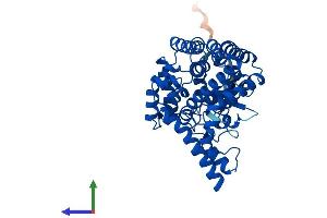 Protein Structure (PS) image for Fatty Acid Desaturase 1 (FADS1) (AA 1-444) protein (His tag) (ABIN7553872)