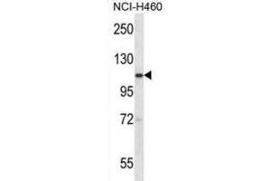 Western Blotting (WB) image for anti-SCY1-Like 2 (SCYL2) antibody (ABIN2997781) (SCYL2 Antikörper)