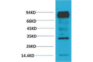 Western Blot (WB) analysis of Mouse Brain Tissue with HIF-1 beta/ARNT Mouse Monoclonal Antibody diluted at 1:2000. (ARNT Antikörper)