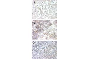 Image no. 1 for anti-G Protein-Coupled Receptor 83 (GPR83) (AA 200-250) antibody (ABIN207664) (GPR83 Antikörper  (AA 200-250))