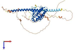 RUNDC3A Protein (AA 1-446) (His tag)