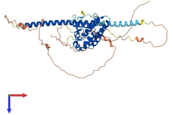 RUNDC3A Protein (AA 1-446) (His tag)
