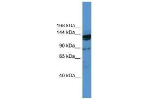 OGDHL antibody used at 0. (OGDHL Antikörper  (N-Term))