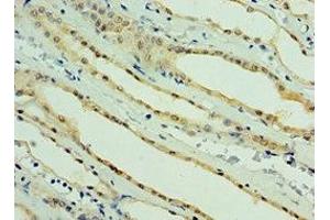 Immunohistochemistry of paraffin-embedded human kidney tissue using ABIN7164272 at dilution of 1:100 (PARL Antikörper  (AA 1-170))