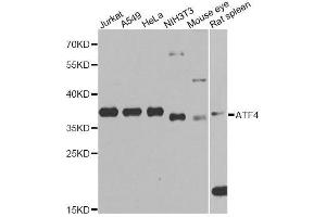 Western blot analysis of extracts of various cell lines, using ATF4 Antibody. (ATF4 Antikörper  (AA 1-351))