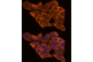 Immunofluorescence analysis of HeLa cells using GSDMD Rabbit pAb  at dilution of 1:200 (40x lens). (GSDMD Antikörper)