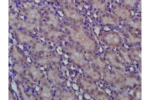 Paraformaldehyde-fixed, paraffin embedded Mouse kidney, Antigen retrieval by boiling in sodium citrate buffer (pH6. (RENBP Antikörper  (AA 101-200))