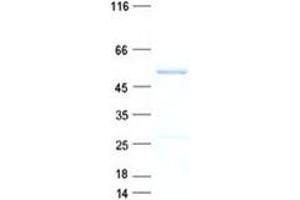 Validation with Western Blot (NSUN7 Protein (His tag))