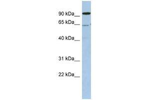 DDX52 antibody used at 1 ug/ml to detect target protein. (DDX52 Antikörper)