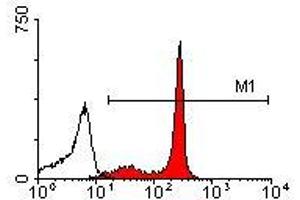 Image no. 1 for anti-CD44 (CD44) antibody (ABIN135065) (CD44 Antikörper)