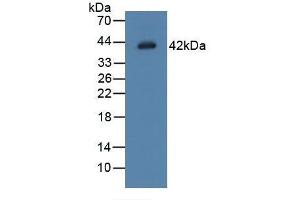 LGMN Antikörper  (AA 18-433)