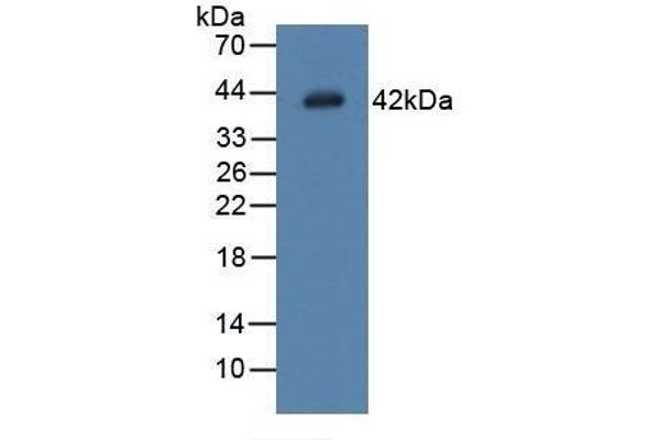 LGMN anticorps  (AA 18-433)